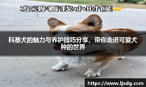 科基犬的魅力与养护技巧分享，带你走进可爱犬种的世界